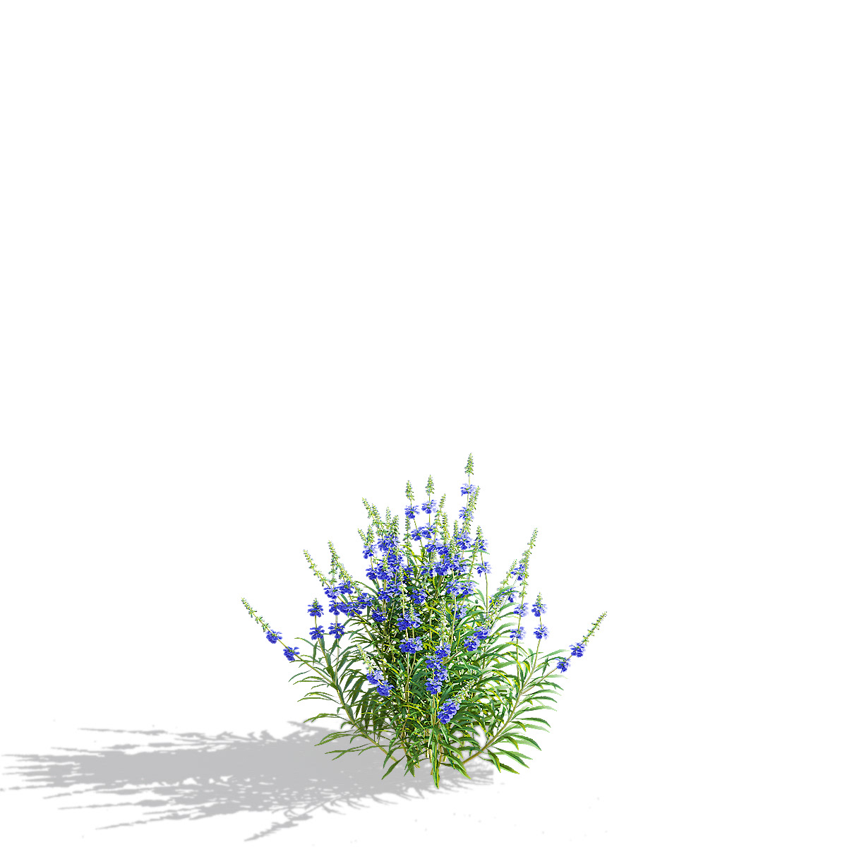3D 3ds max 3d modeling Flowers salvia Render visualization exterior archviz CGI