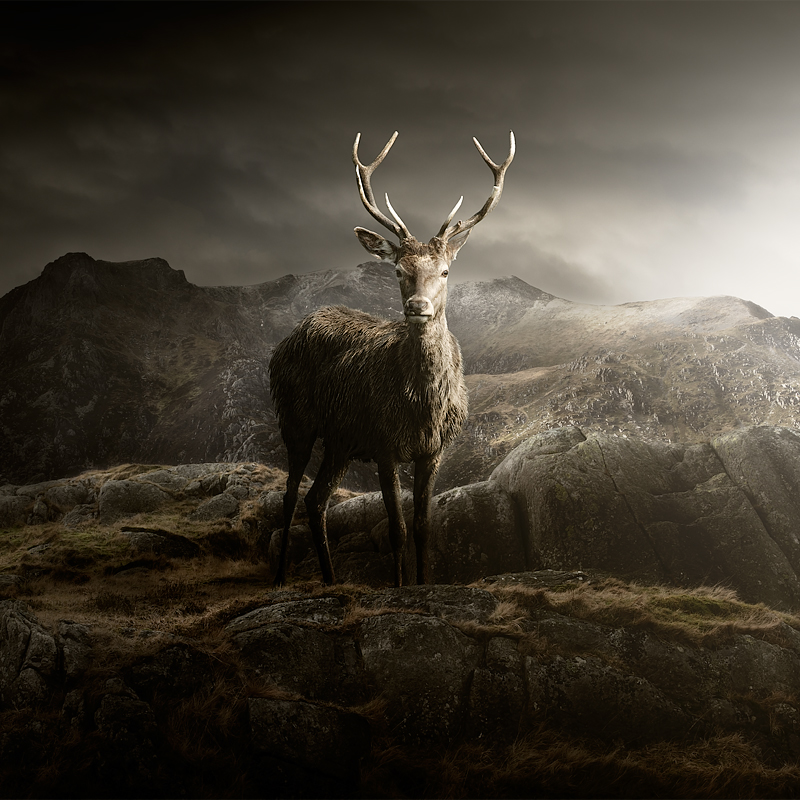 ian david soar deer Landscape mountains light UK photographer england Derbyshire animal stag