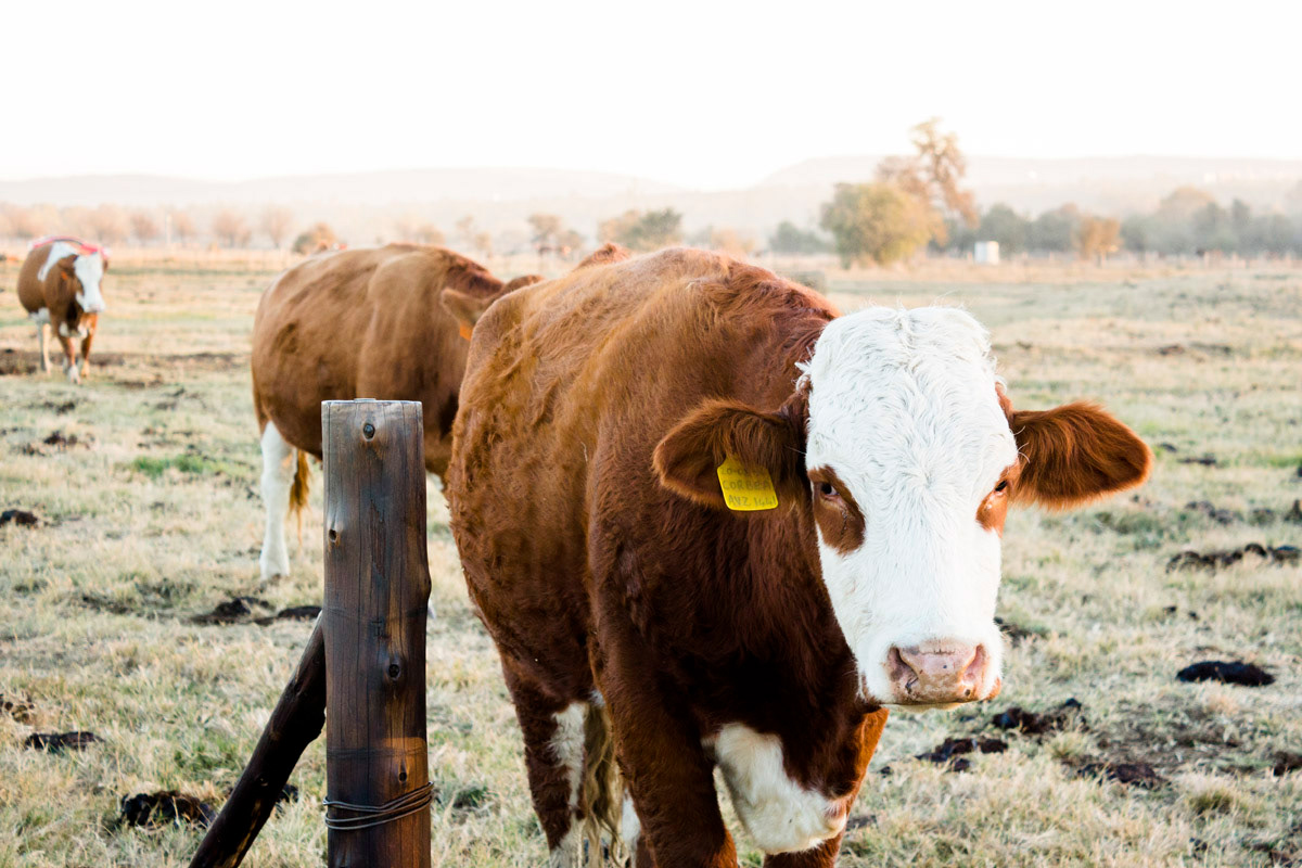 Image may contain: cow, grass and outdoor