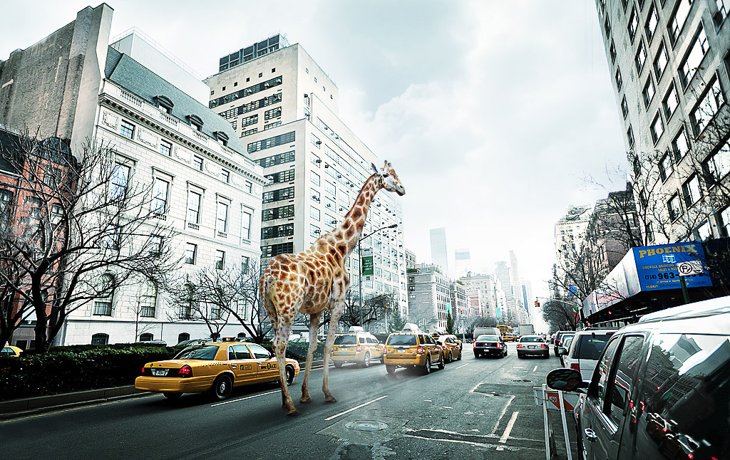 giraffe New York taxi animal