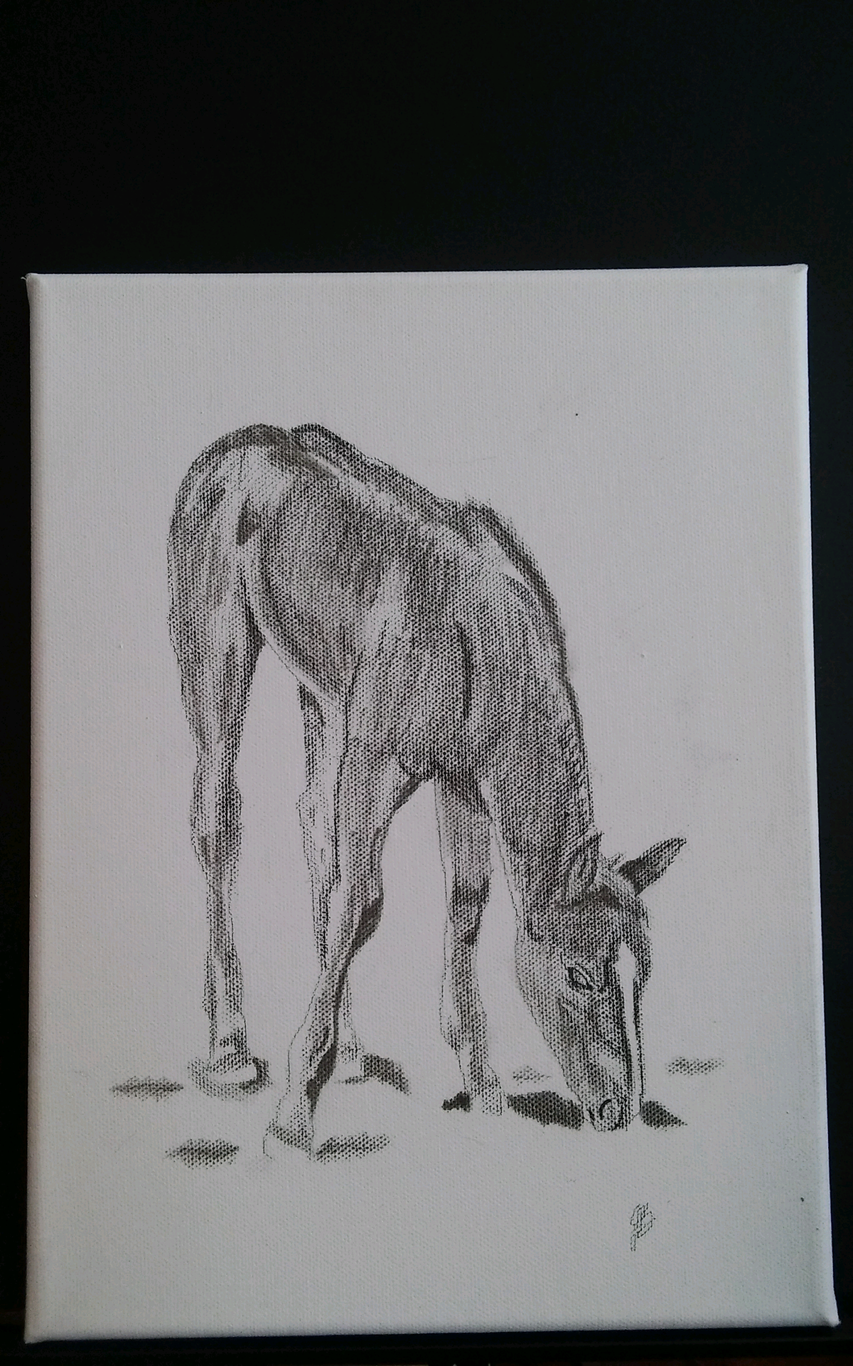 horses graphite Drawing 