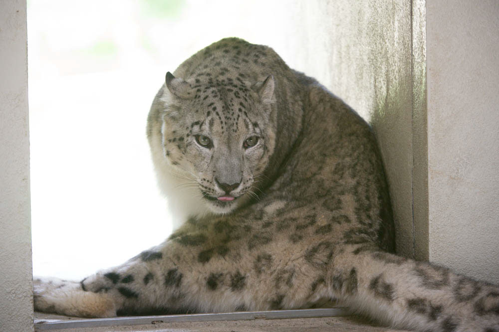 Snow Leopard  cub