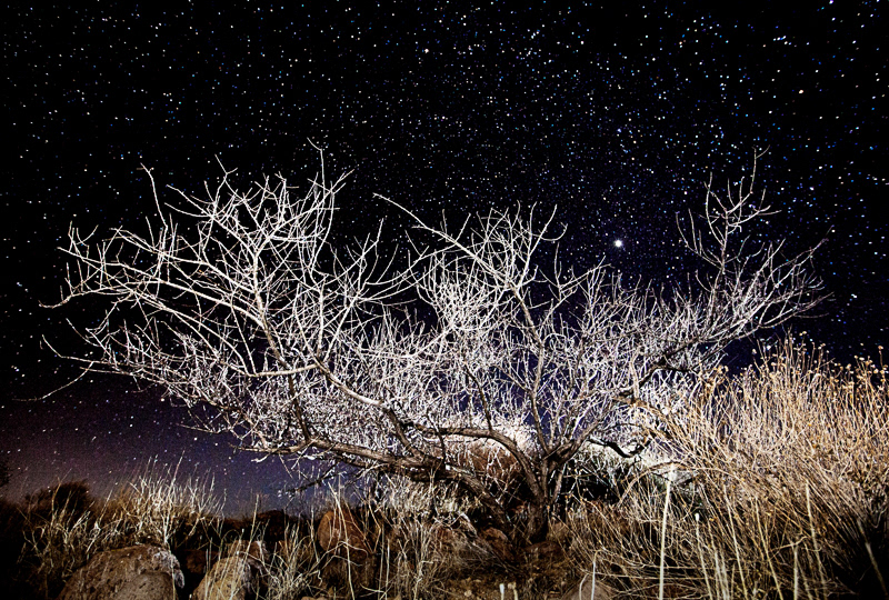 moonlight night photography Star trails desert cactus Landscape moon stars dunes joshua tree cholla lava lonliness solitude