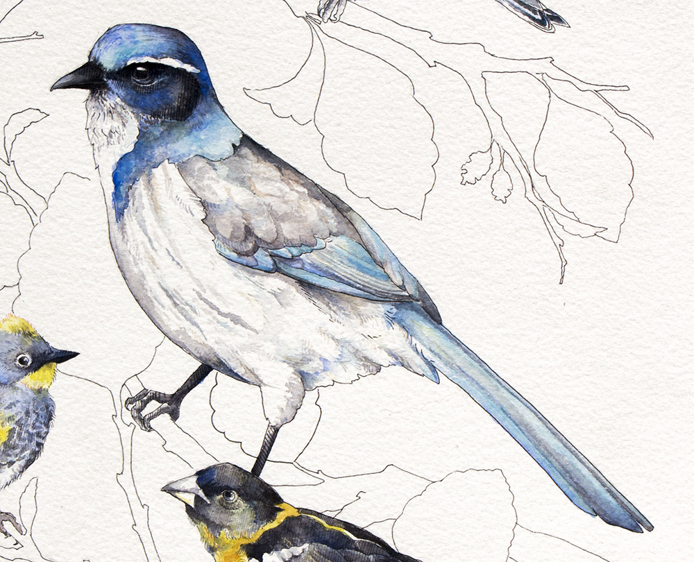 bird watercolor acrylic ornithology