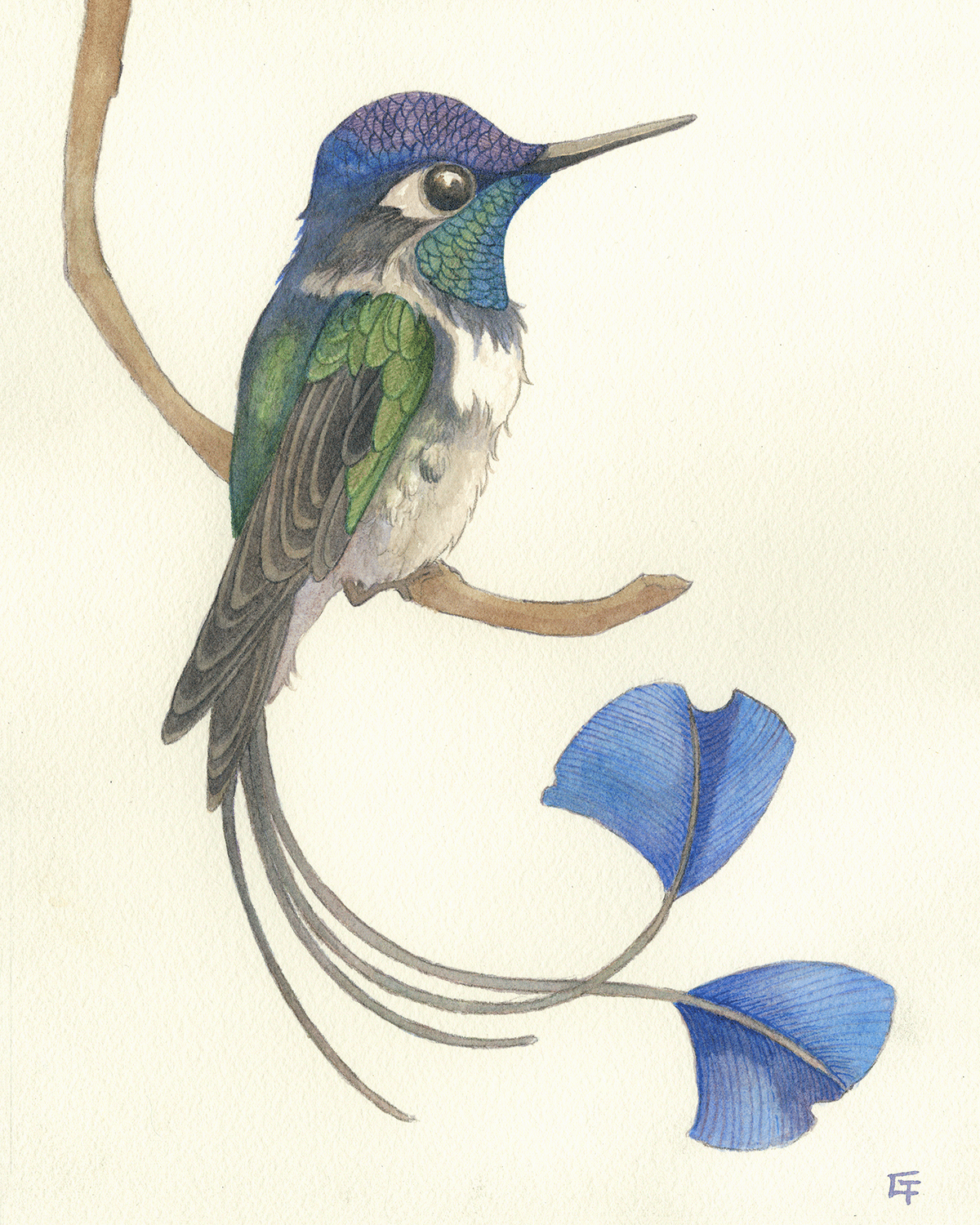bird hummingbird ILLUSTRATION  Nature watercolor