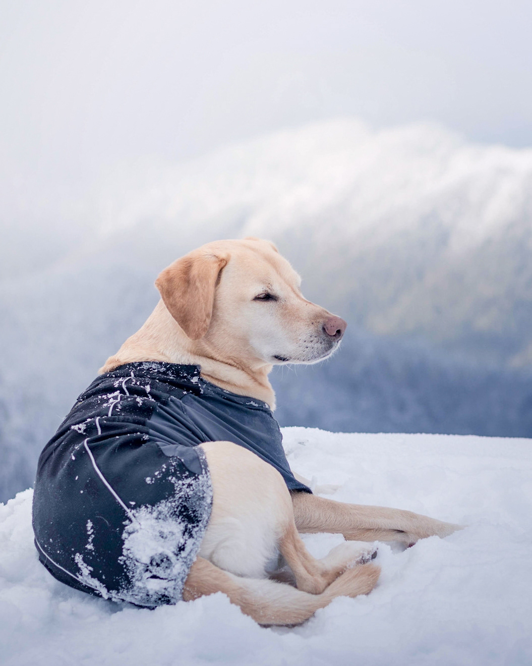 dogs Labrador Retrievers labradors Cascades mountains Pet animal Nature dog retrievers
