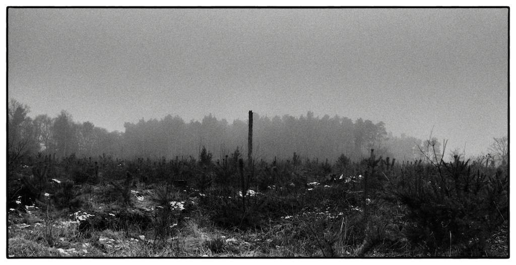 woodland damp foggy ice