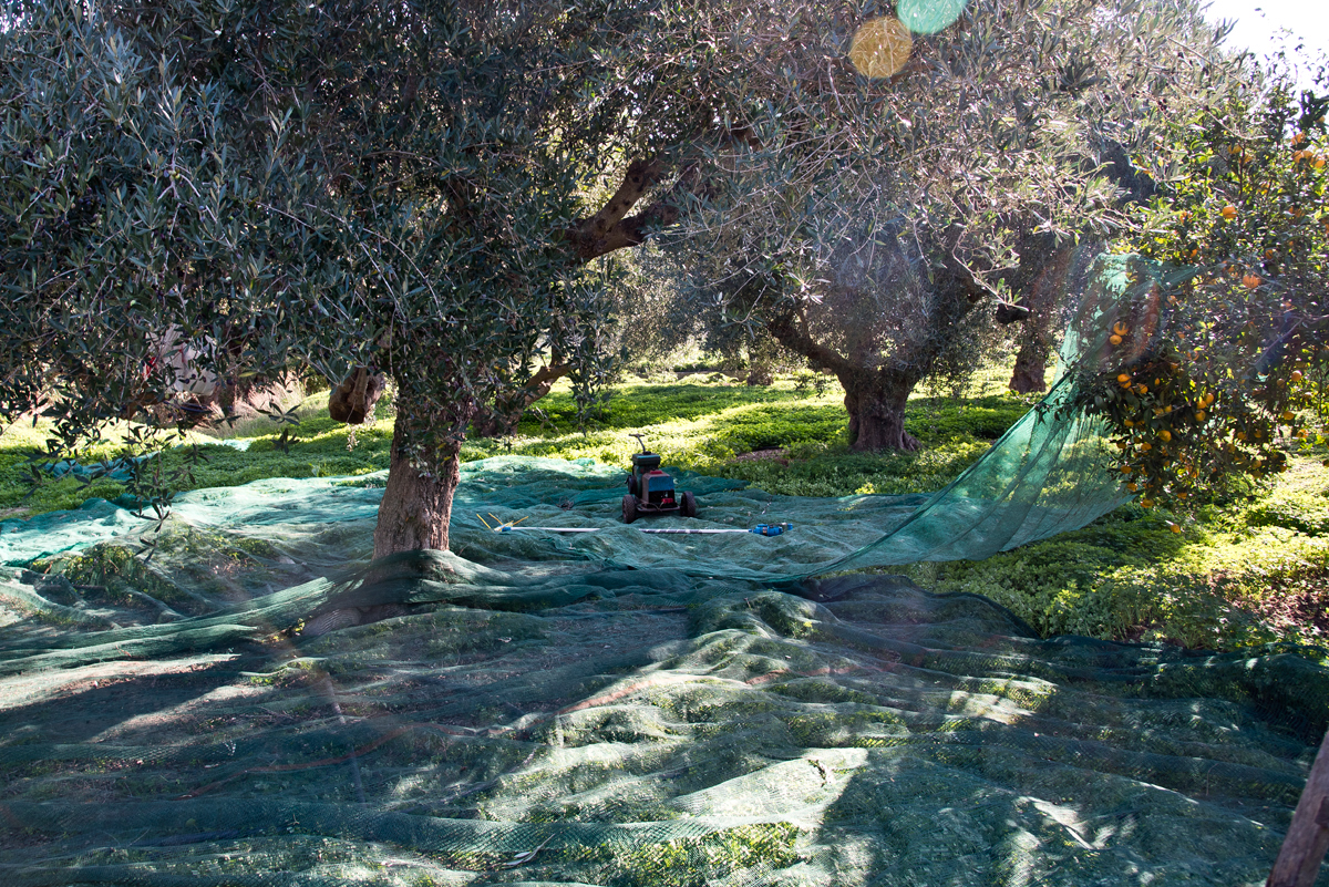 oliven olive olives Crete kreta Ernte olivenernte olivenbäume olivenöl OL oil elies Sitia Greece