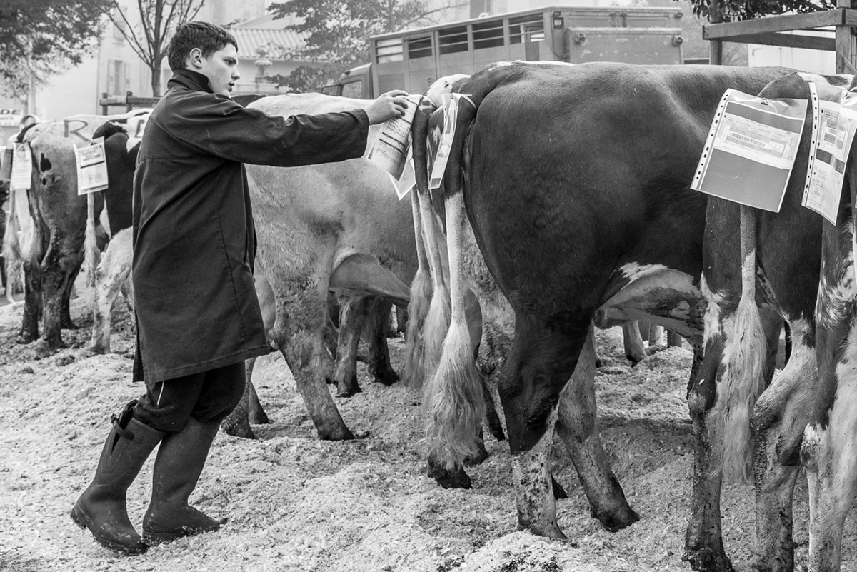 photo black and white cattle market cow