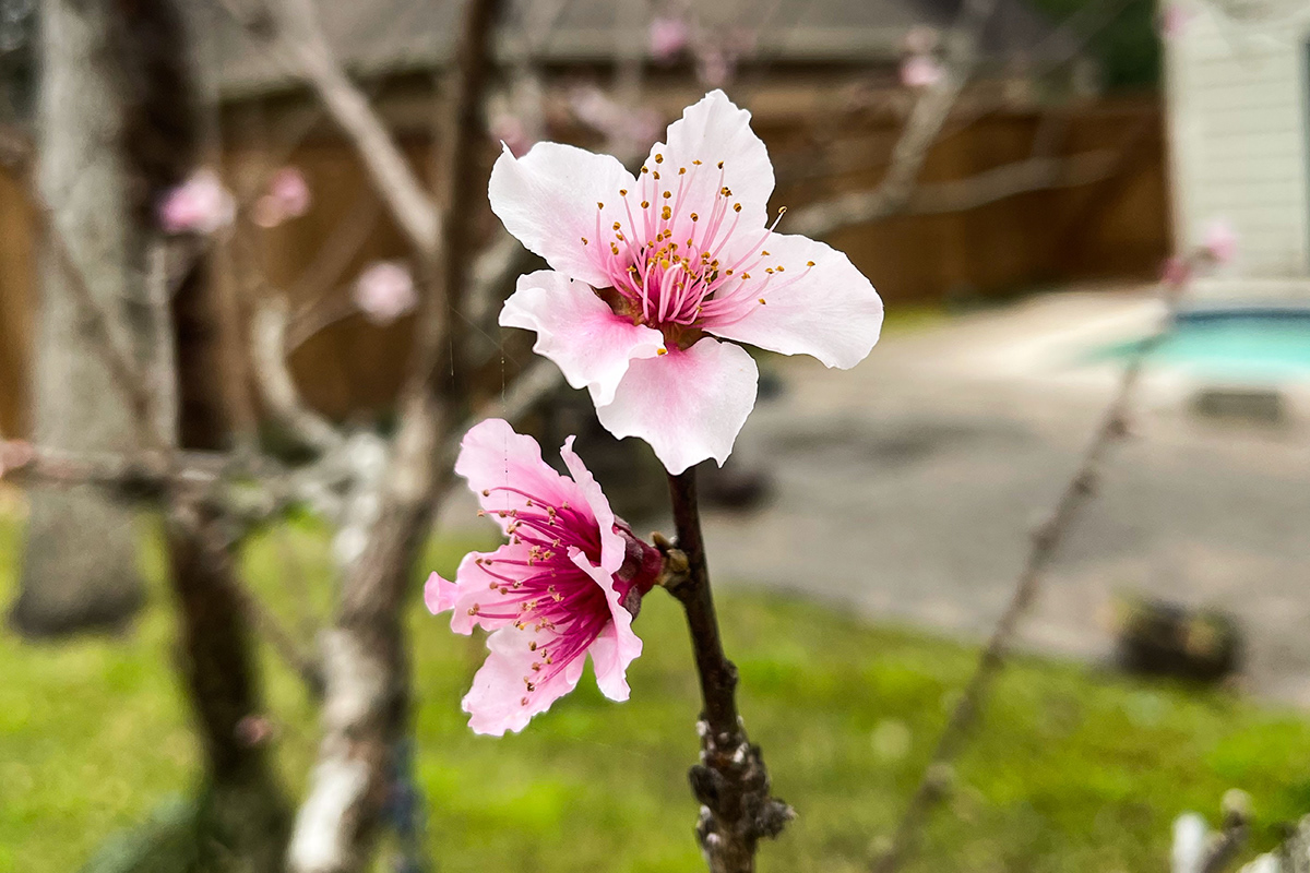 Editing  flower arrangement Flowers Photography  photoshop bloom contrast flower macro peach tree series spring
