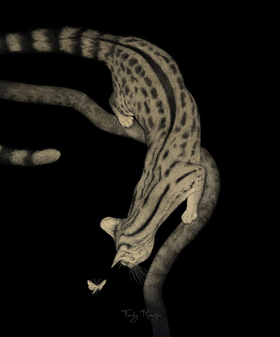 genet moth night curiosity curious branch night time climbing civet cat fur pattern Flying arriving landing furry