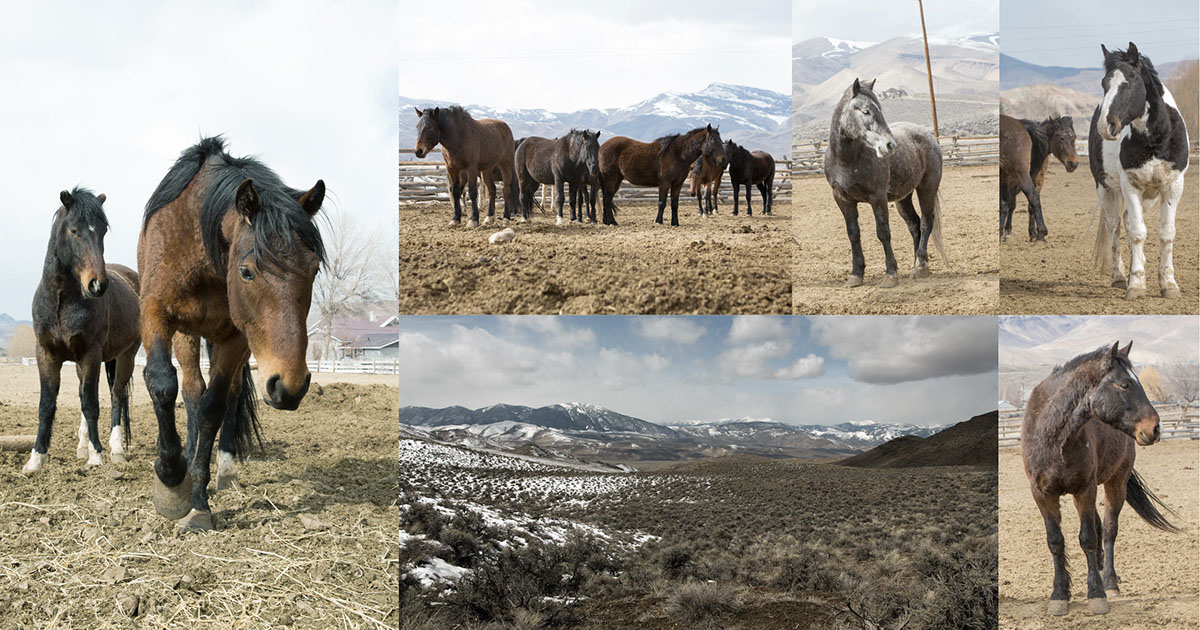 photoshop compositing horses Landscape snow Post Production animals