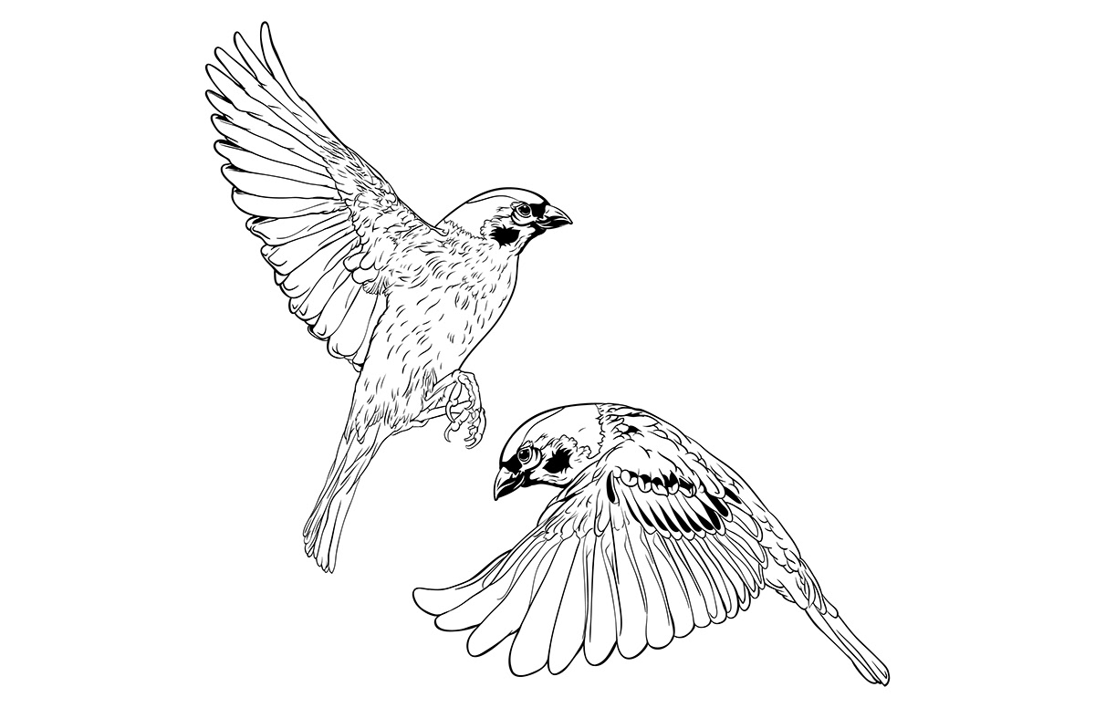 sparrow birds flight jess jessica jessica buchanan outline tattoo