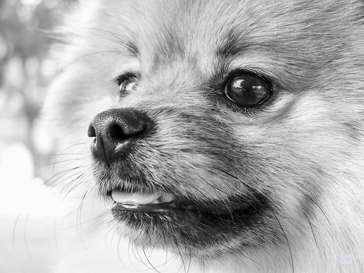 dog canine puppy Pet animal black/white portrait Pomeranian