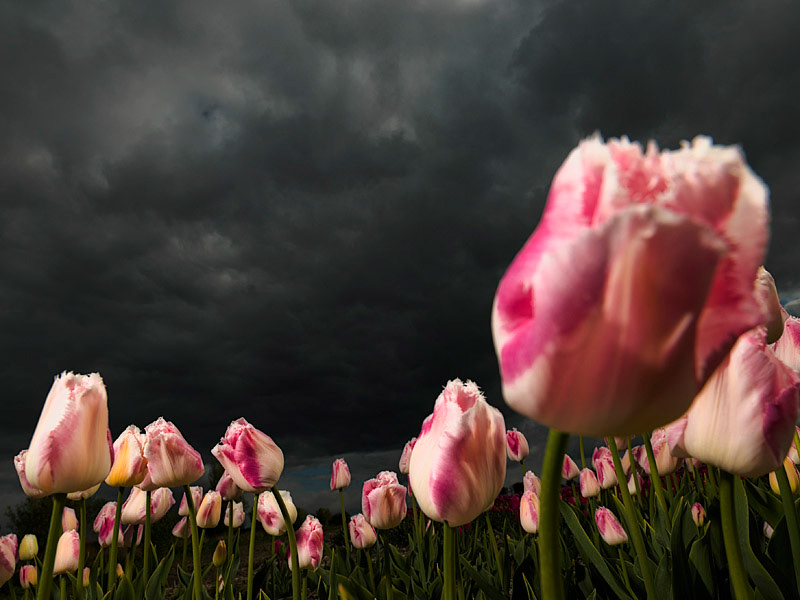 tulips flower bulbs Dutch Flowers spring Landscape agriculture fields