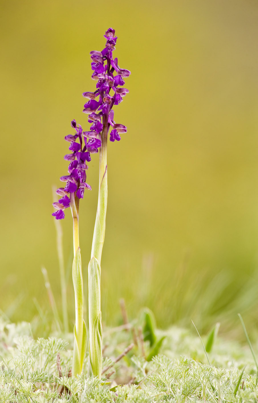flower orchid cipripedium macro spitzelii ophrys Landscape spider