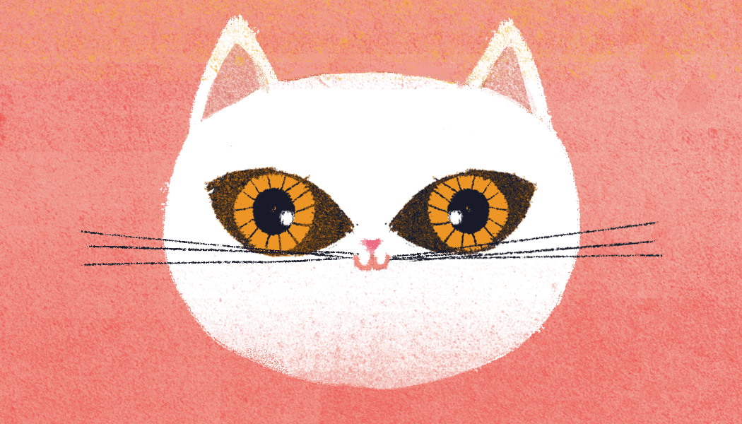 Cat car business card Sashimi