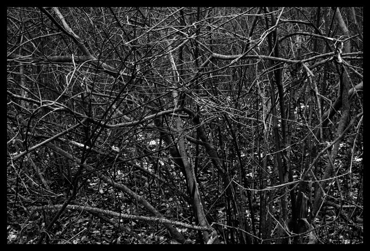 black and white abstract trees winter student series