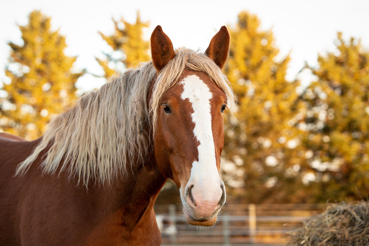 Photography  animal farm lifestyle Pet Digital Art  equine