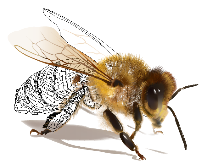 mesh bee realisitic realistic illustration honey pszczoła miód bees beehive