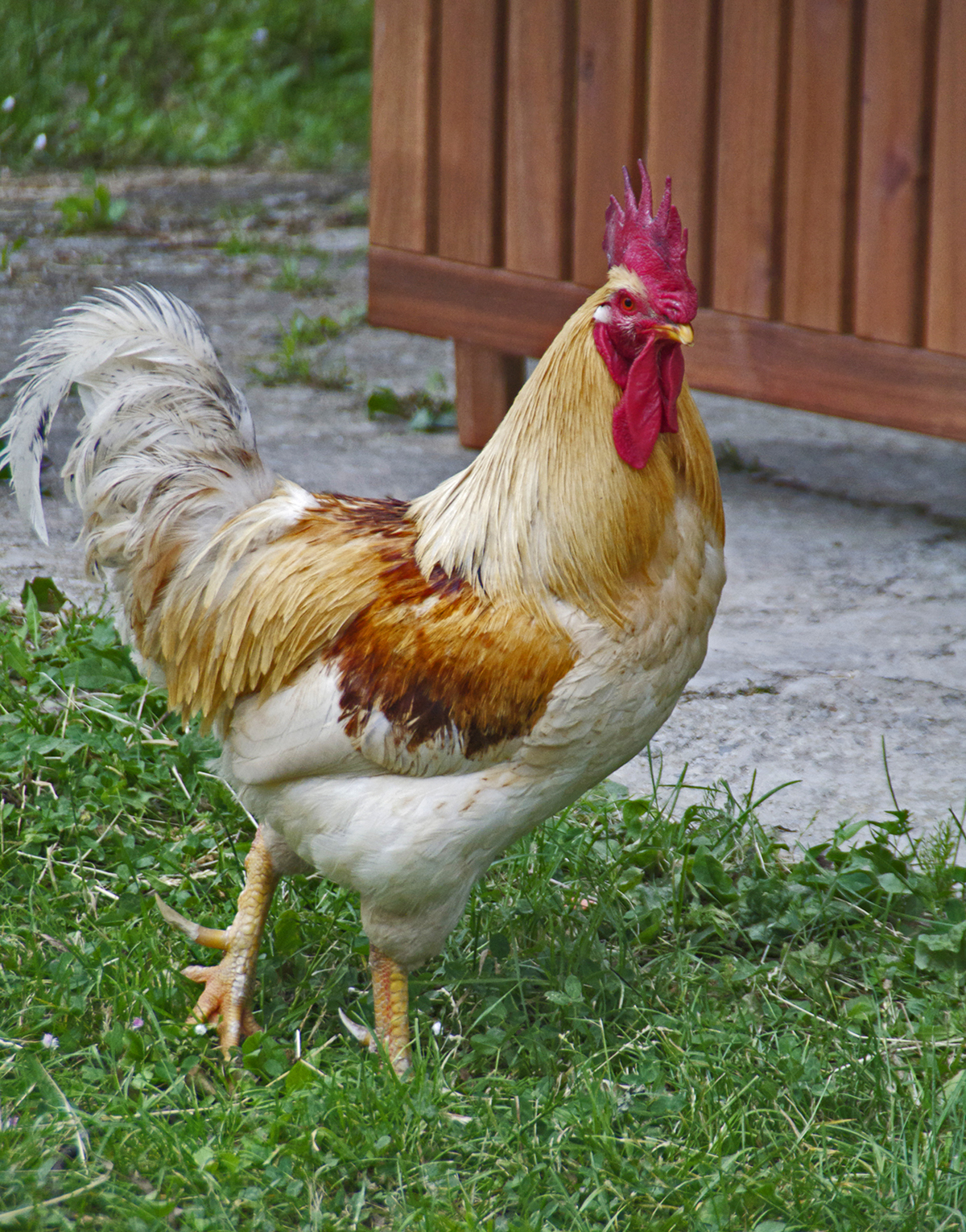 gallo Rooster country Italy chickens raffaella isidori thesign zetaraffix