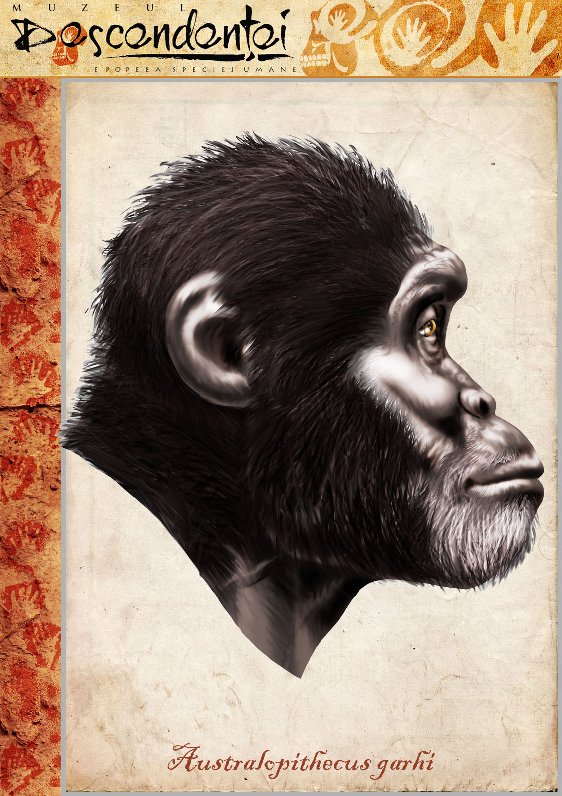 Australopithecus garh afarensis anamensis evolution  human  homo  neanderthal  erectus ergaster habilis heidelbergensis paranthropus boisei ardipithecus sahelanthropus