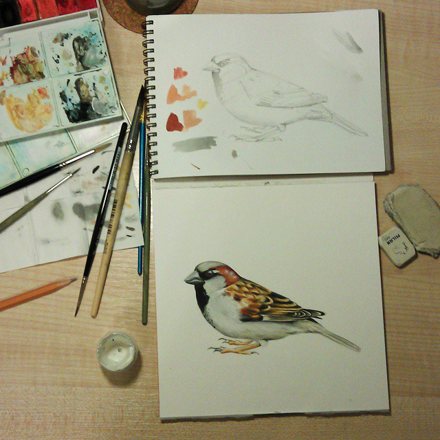 house sparrow watercolor bird birds
