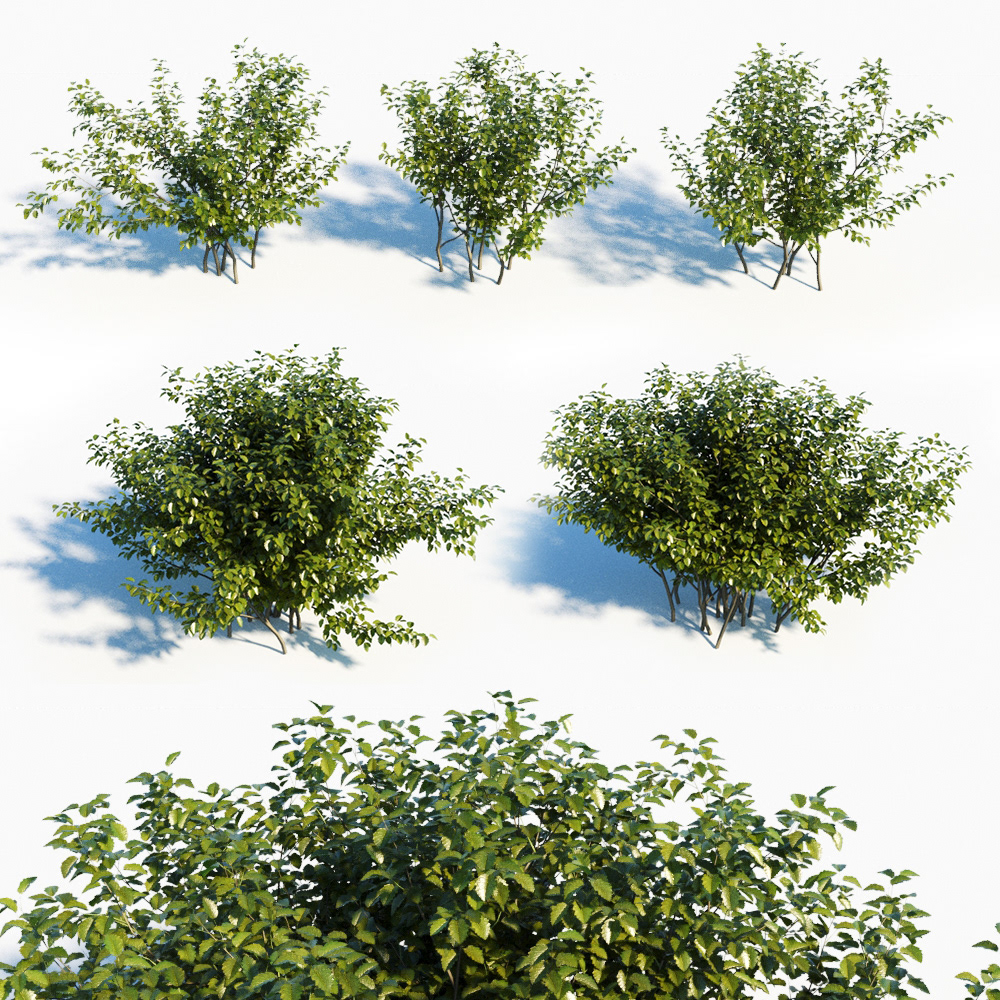 plants models 3D growfx bush shrub grass