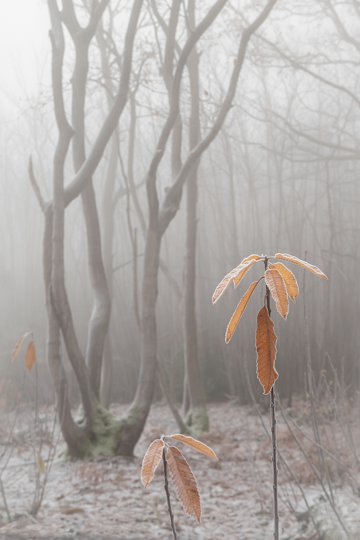 atmospheric fog frost grasses kent uk Landscape winter woodland