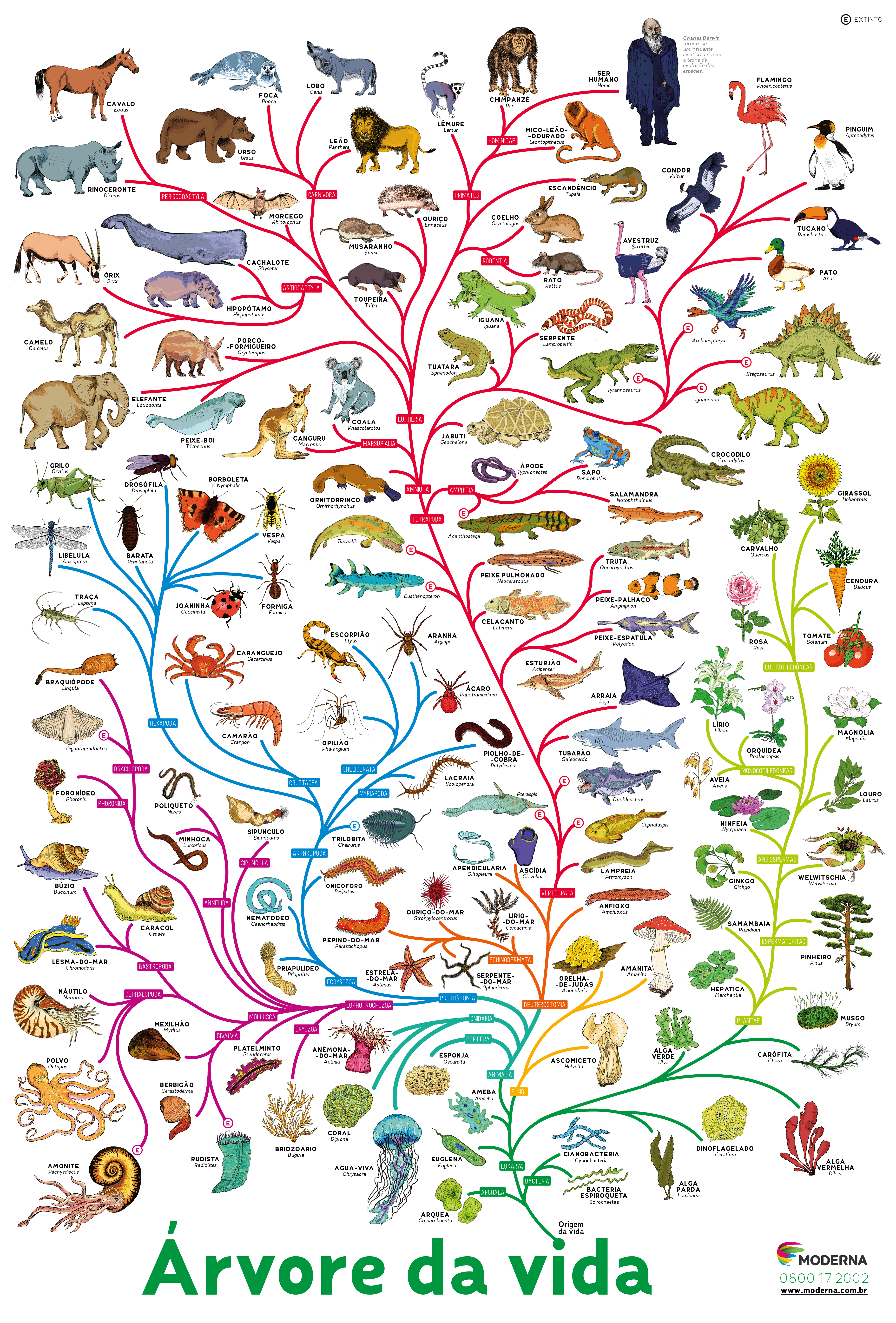 Древо живого. Эволюционное дерево жизни Чарльза Дарвина. Эволюционное Древо развития животных. Филогенетическое дерево эволюции.