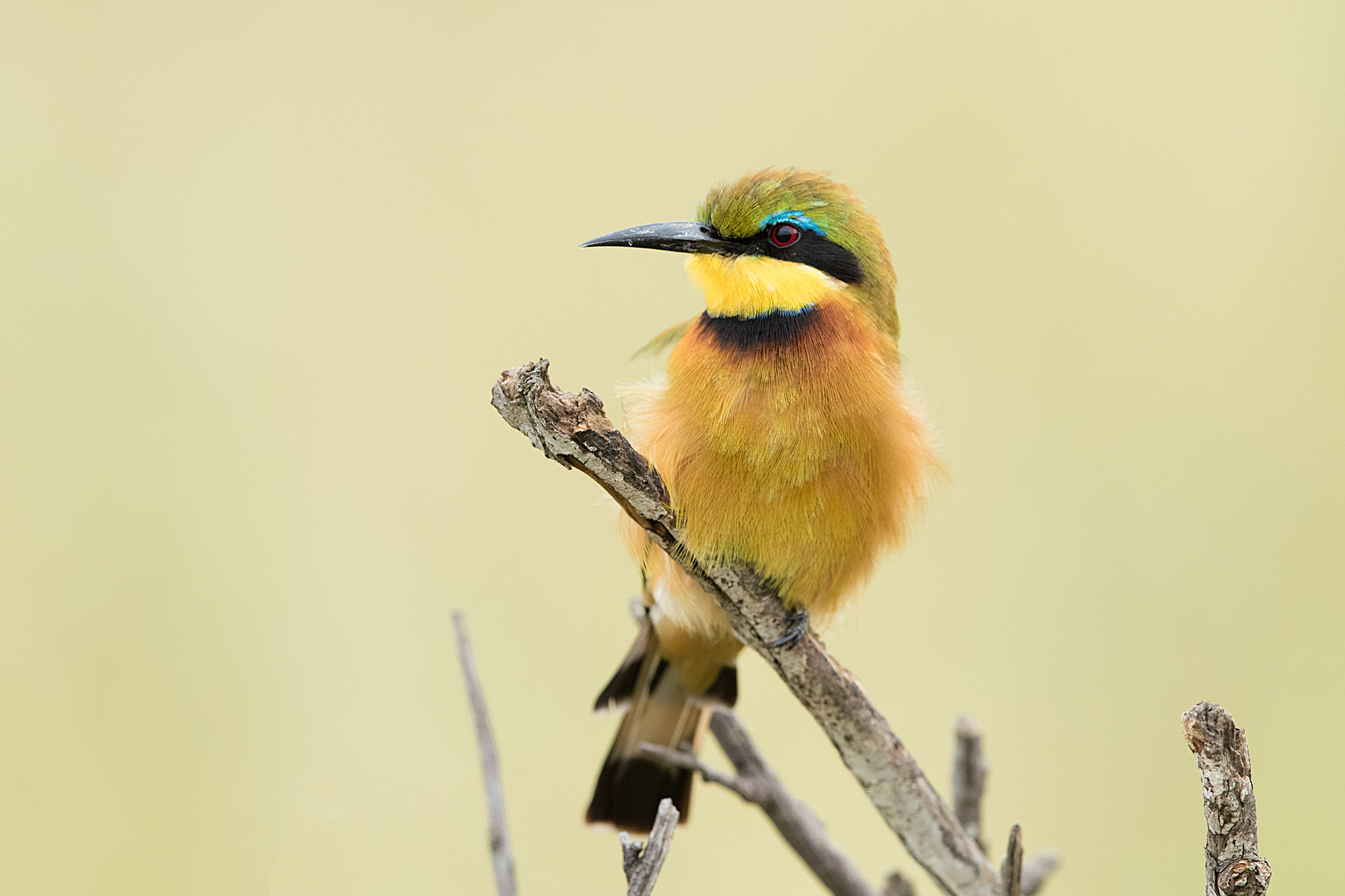 Portrait of a Little Bee Eater