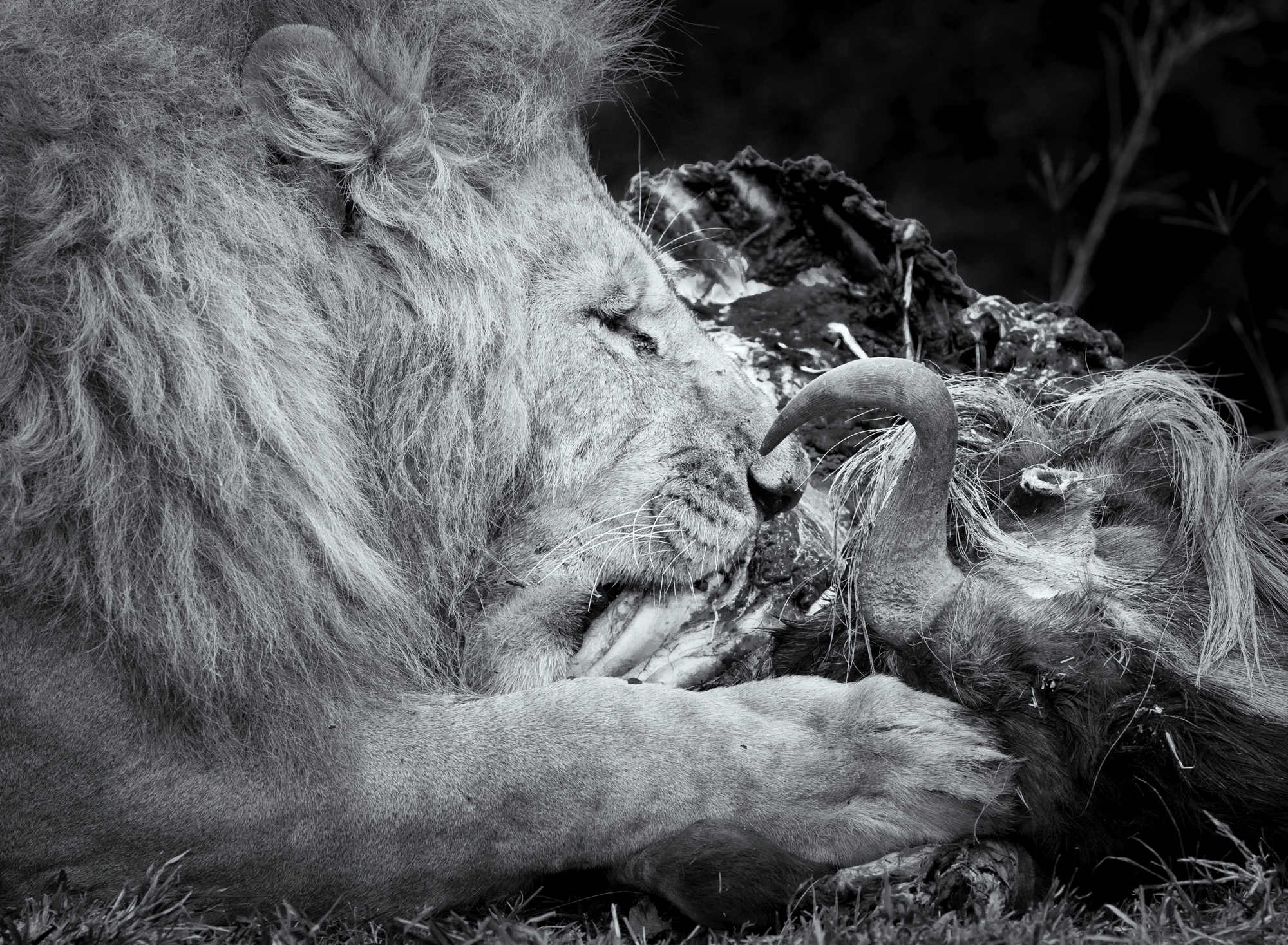 A large male lion feeding on a wildebeest