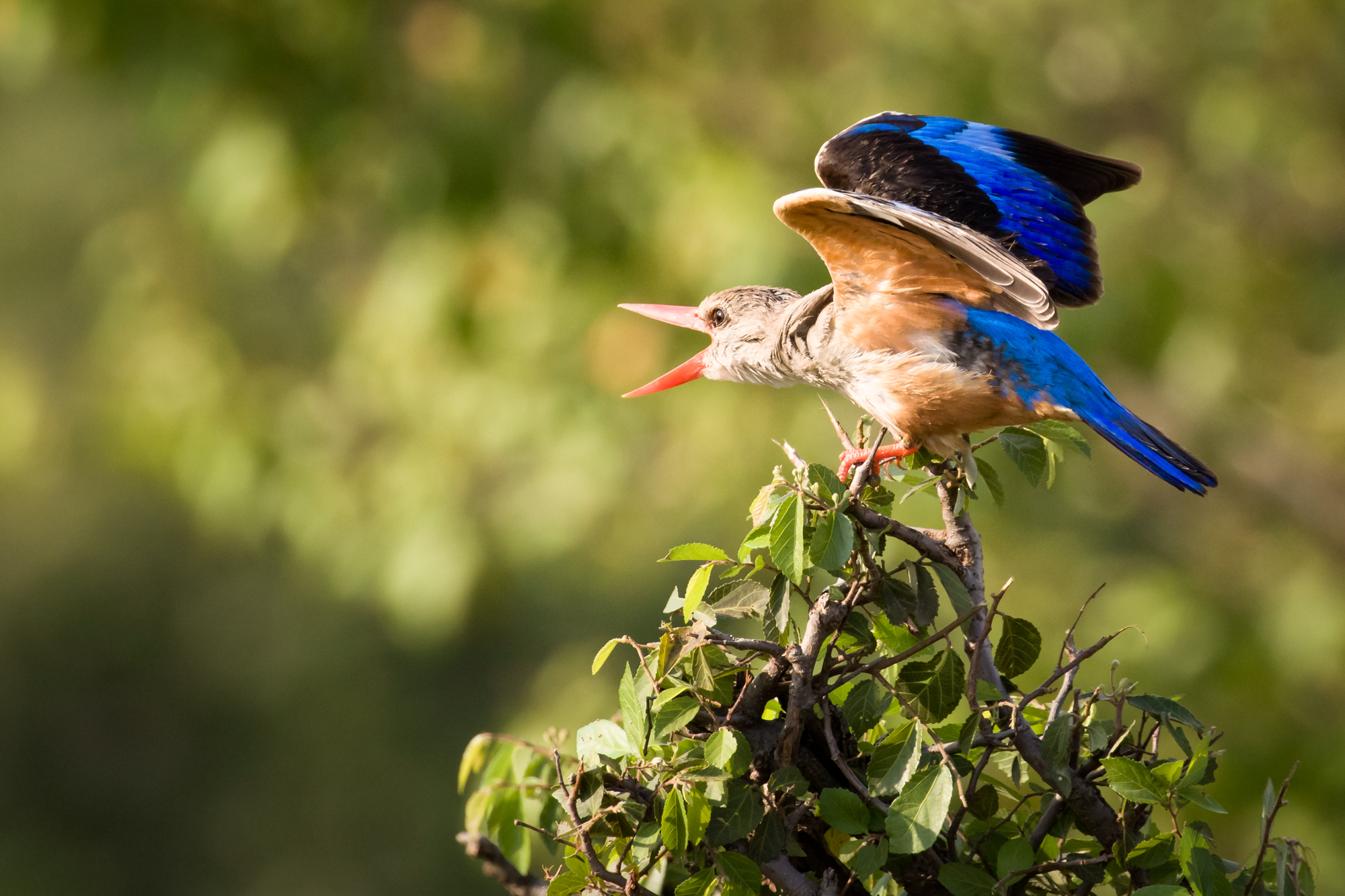 A kingfisher calling out to another bird and flapping its wings