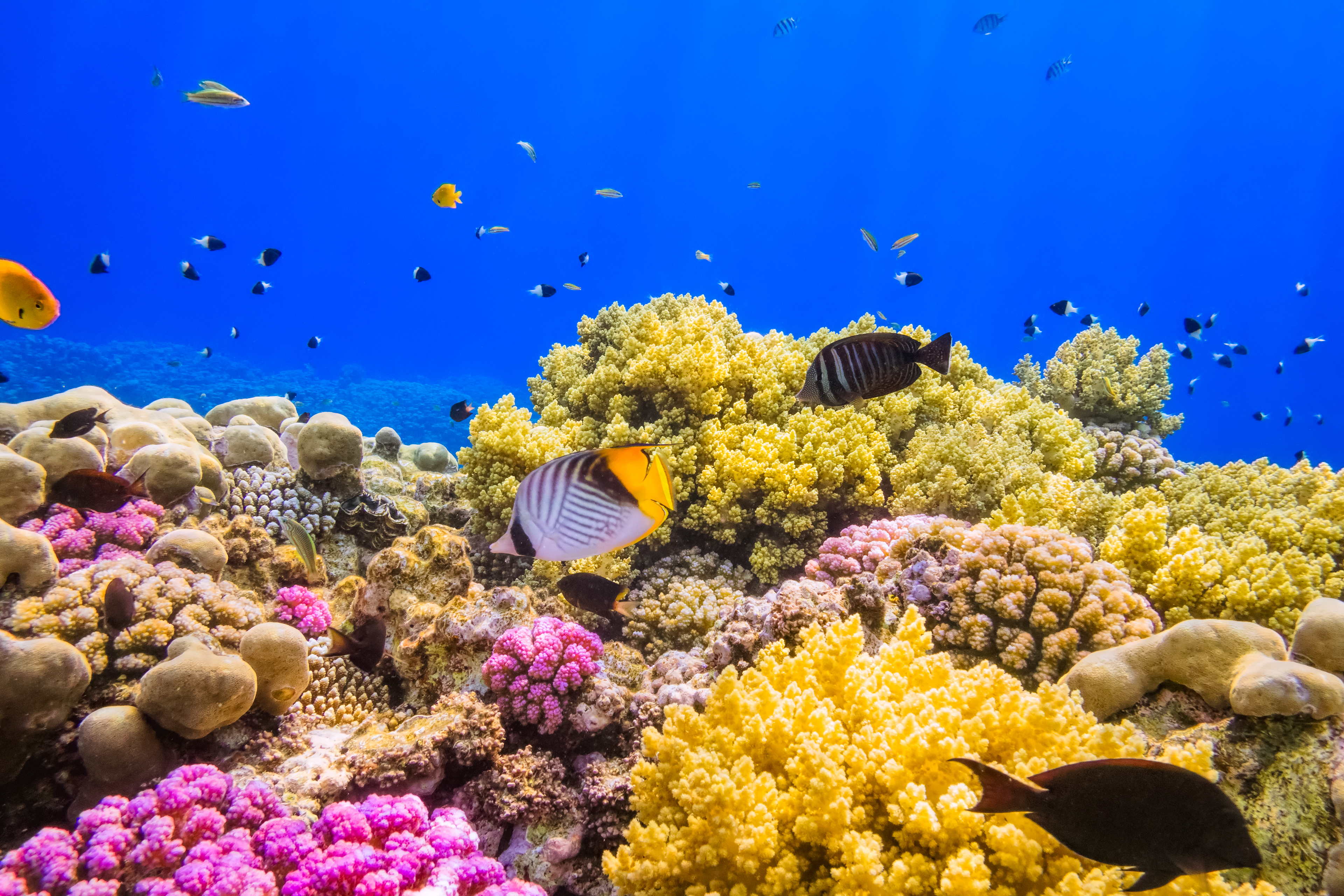 Coral video. Коралловые рифы красного моря. Риф в Египте Шарм-Эль-Шейх. Коралловые рифы красного моря в Египте. Подводный риф Шарм-Эль-Шейх.