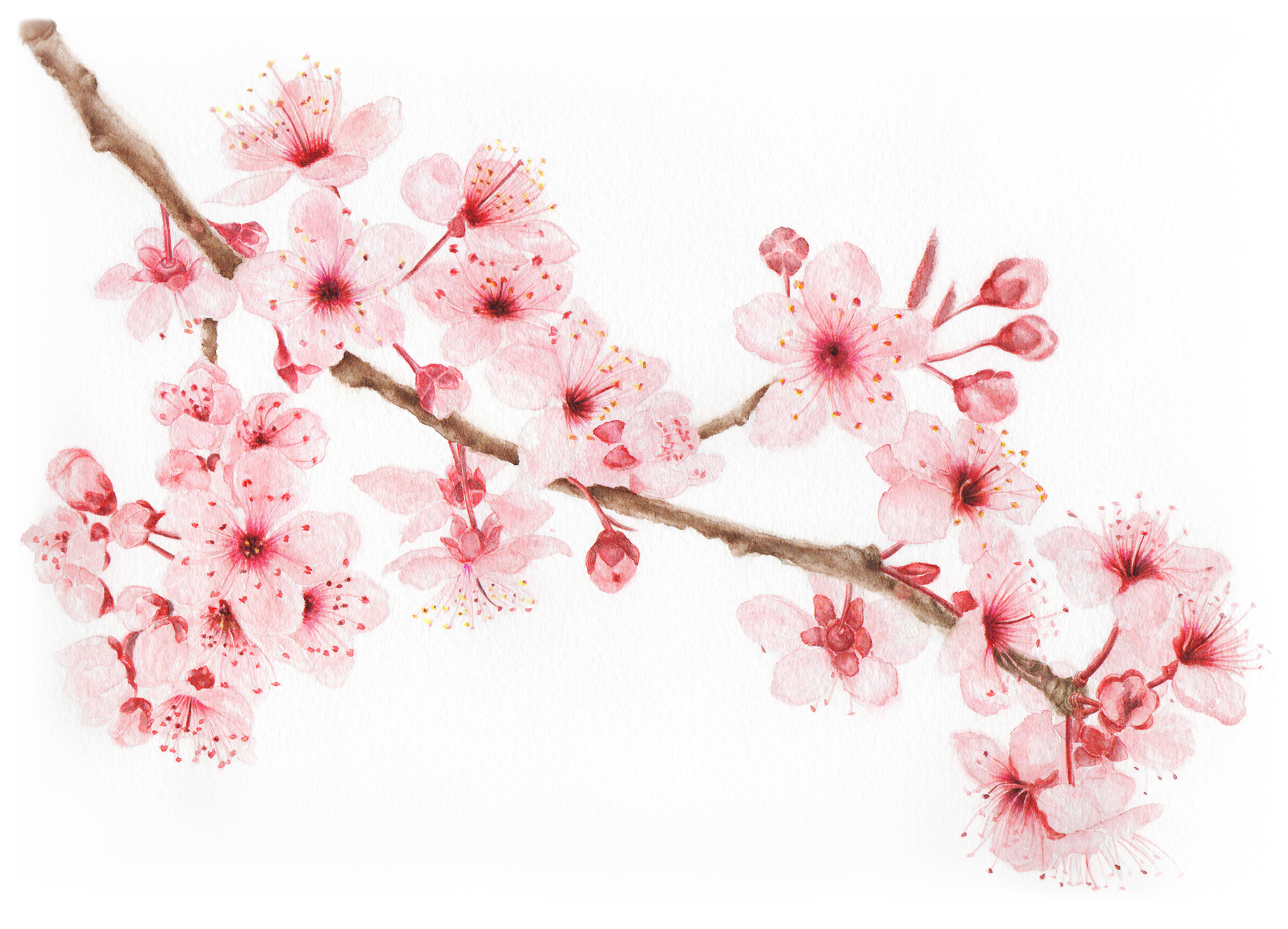 Ветви с цветами. Сакура черри блоссом дерево. Черри блоссом на белом фоне. Sakura ветка. Ветка Сакуры сбоку.