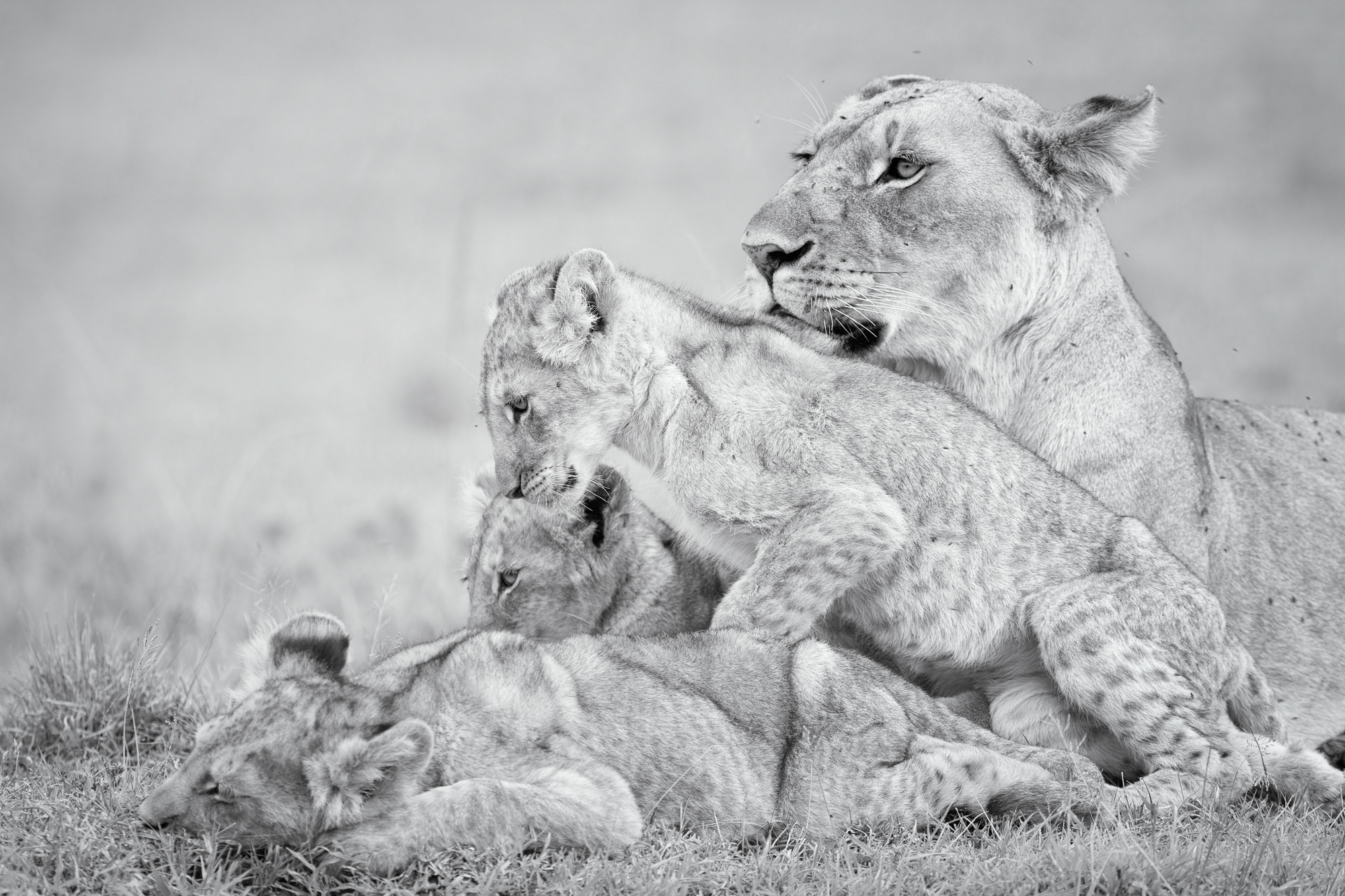 A lioness and her cubs.