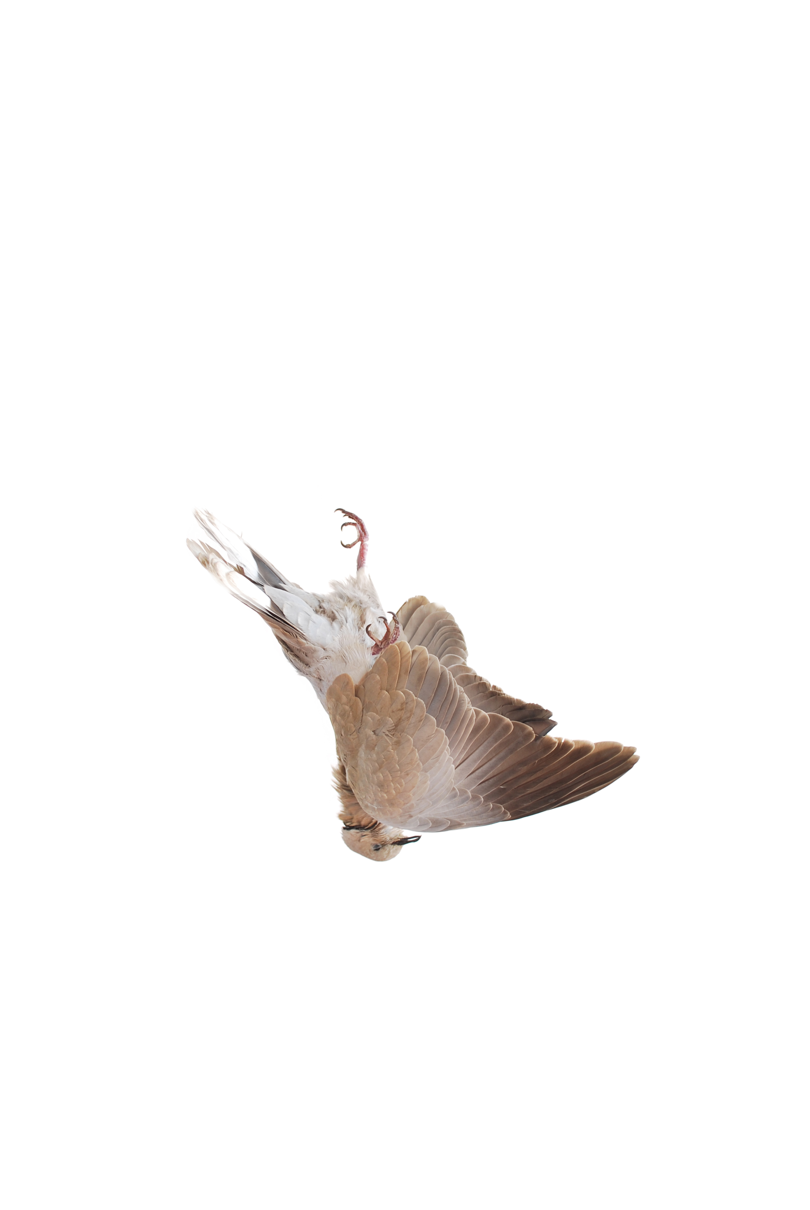 Falling bird. Животные с крыльями Эстетика. Шаттерсток Фотобанк изображений птиц. Эстетичная птица с вырезанным фоном. Fallen Bird Prince Canary.