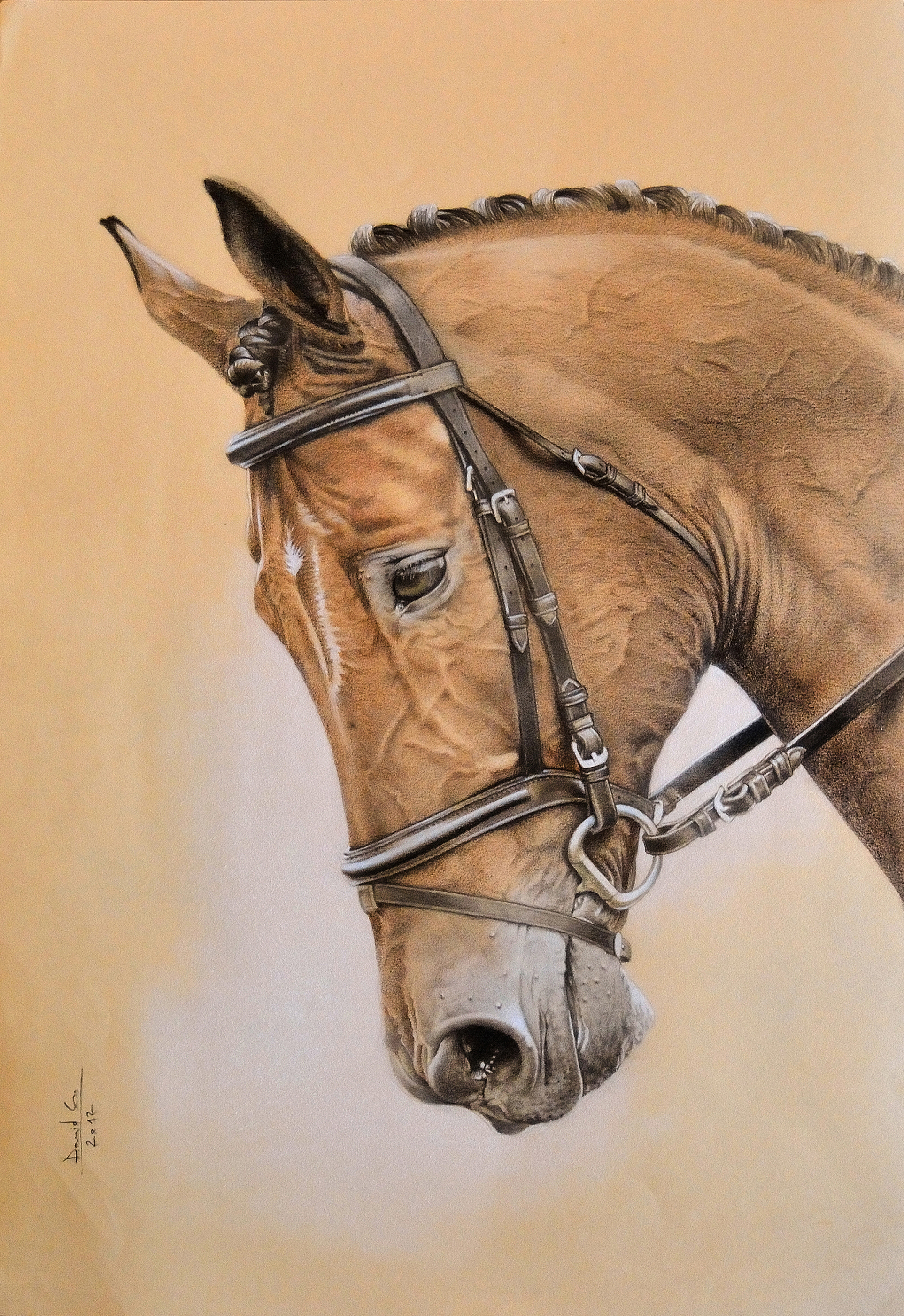 How to Draw a Horse's Face in Colored Pencil — Carrie L. Lewis, Artist