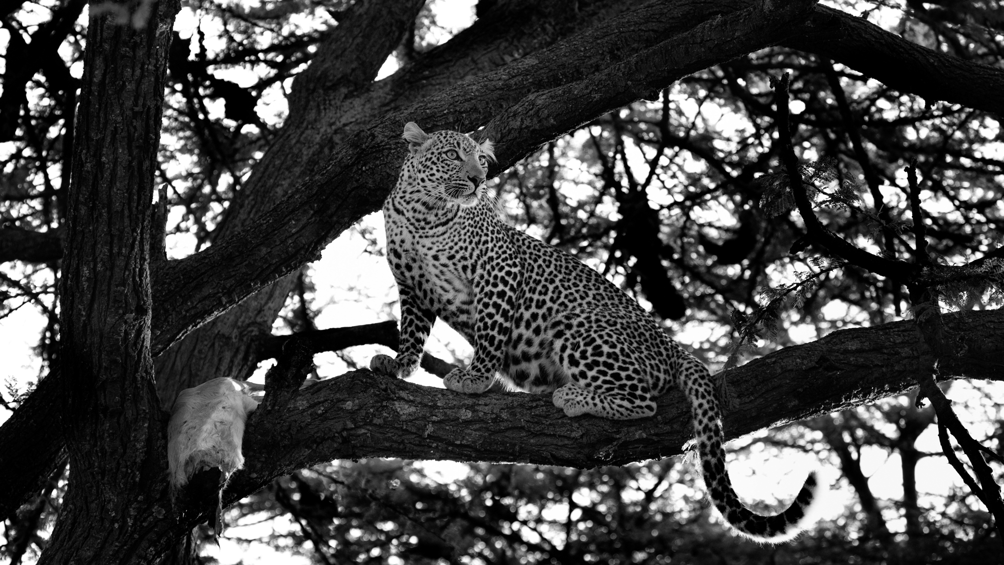 A leopard in a tree guarding the carcass of an Impala