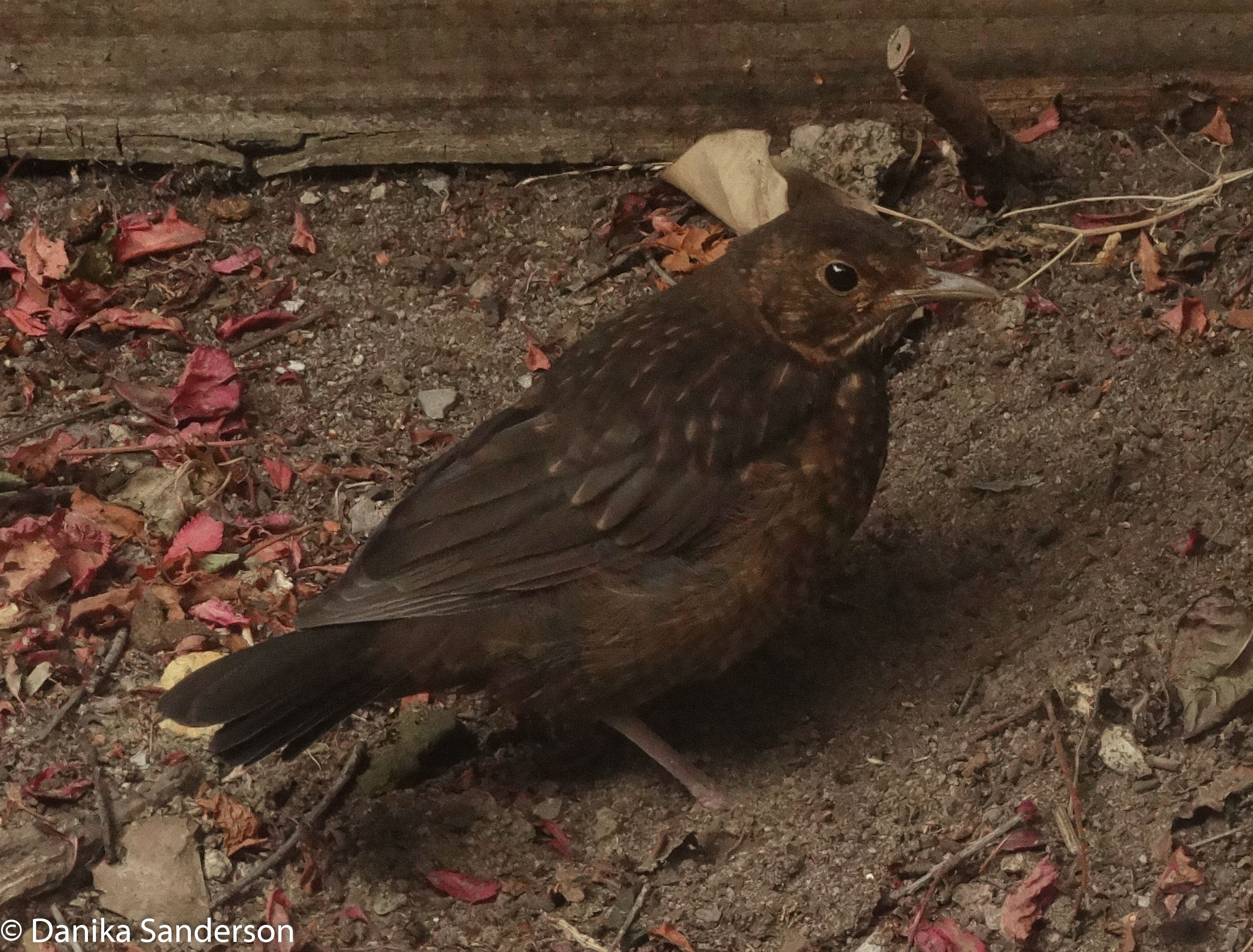 Note the speckles and short tail that show it's an immature Blackbird
