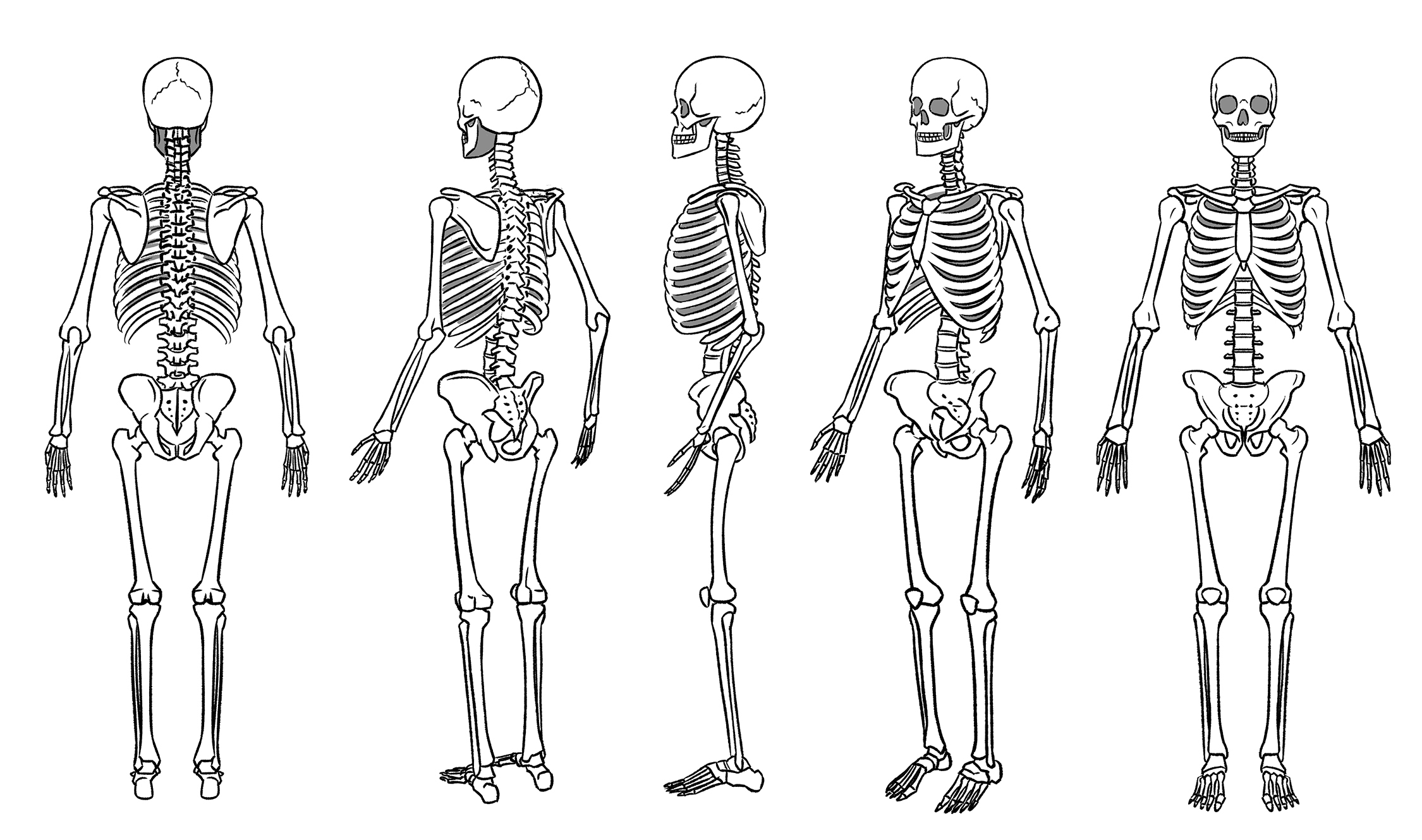 Три типа скелета. Скелет сбоку рисунок. Скелет спереди рисунок. Скелет в полный рост референс.
