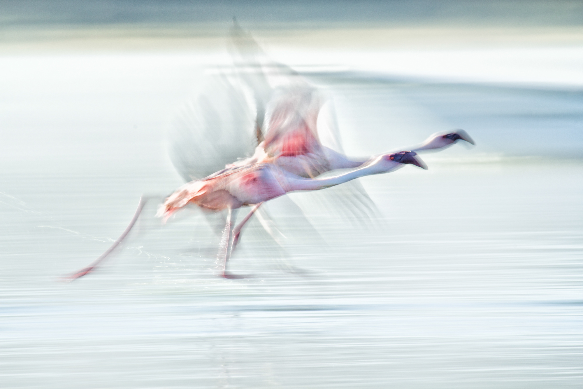 A slow panning shot of a pair of pink flamingoes running across the water  to take flight. 