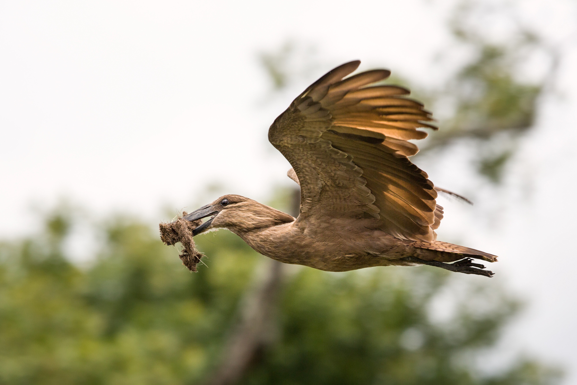 A hamerkop flying with nesting material in its beak