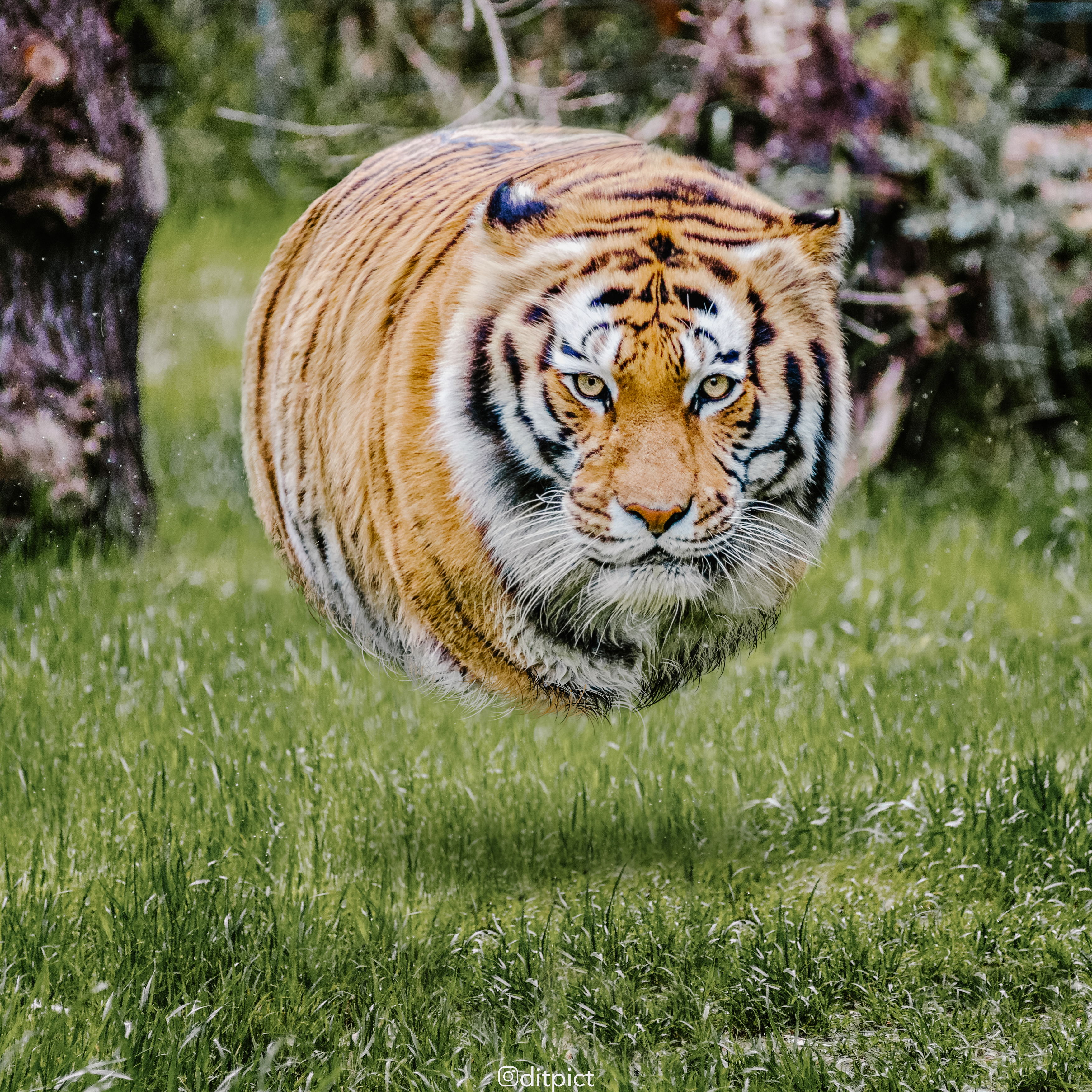 Round animals. Тигр. Необычный тигр. Редкие тигры. Самые красивые животные.
