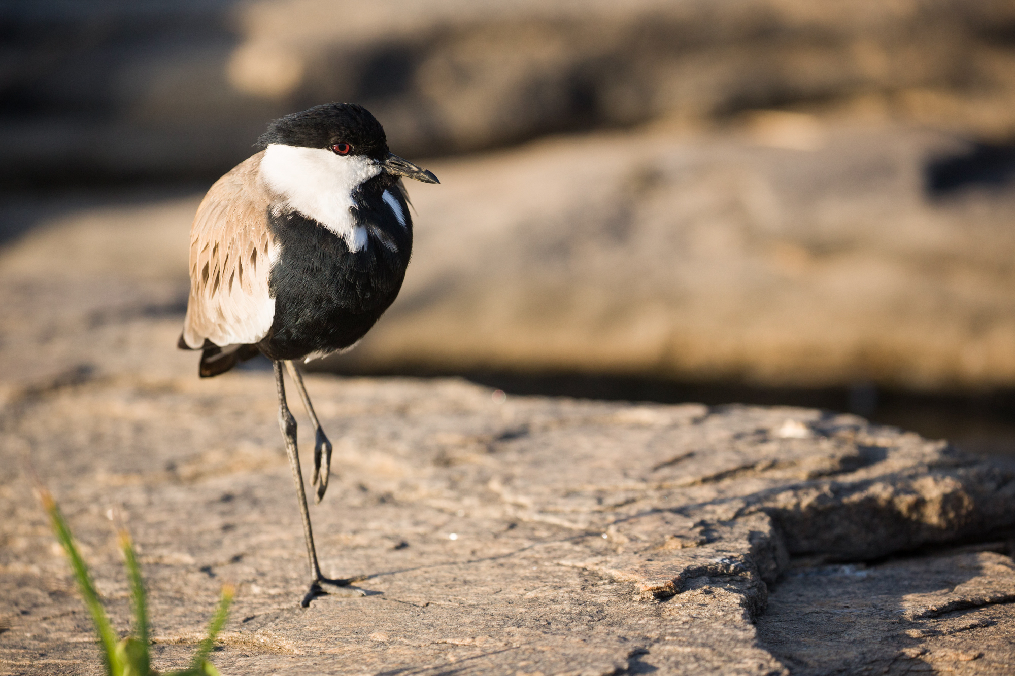 A Plover standing on one leg 