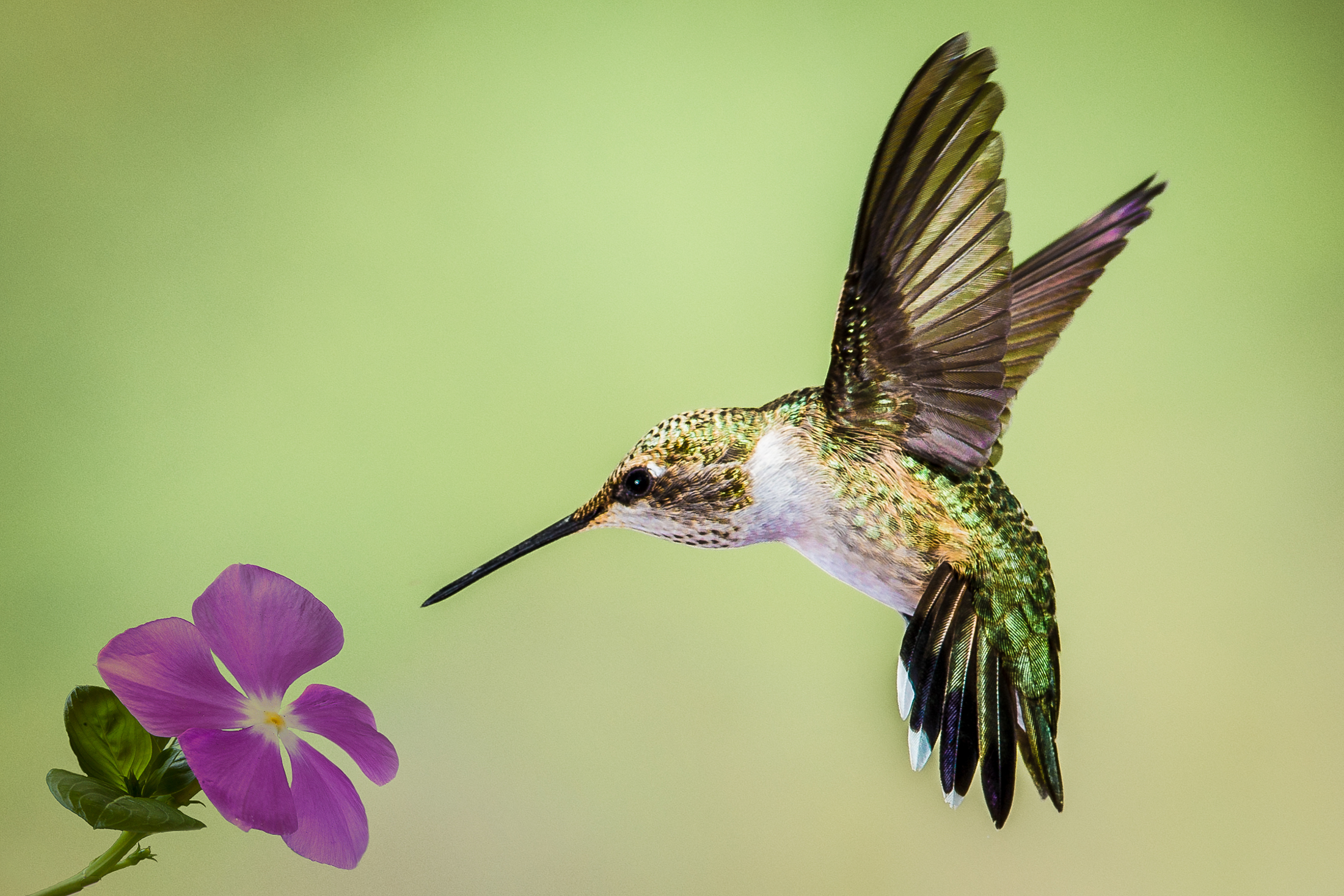 judy lovelett - Hummingbirds.