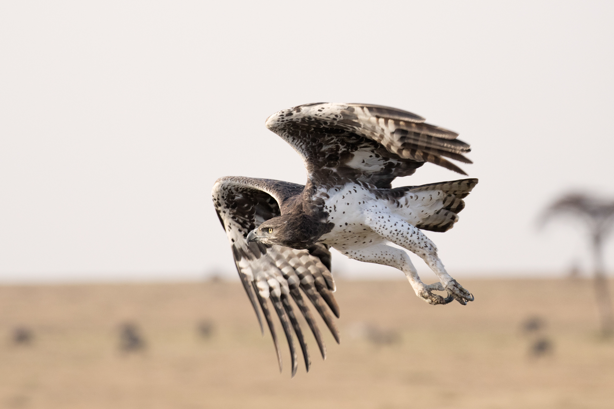 Marshal Eagle in flight.