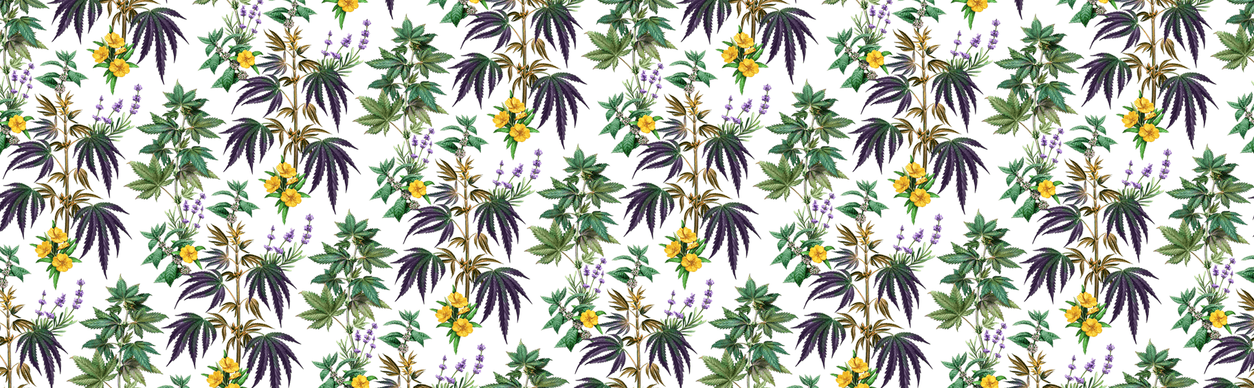 Botanical / scientific / pattern illustration