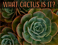Cactus Quiz App Interactive Prototype