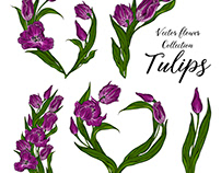 Vector bright purple Tulip flower